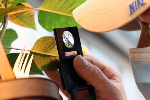 VIU Horticulture, Poinsettia, Vancouver Island University, BioBest Control Strategy, Insects, Biocontrol