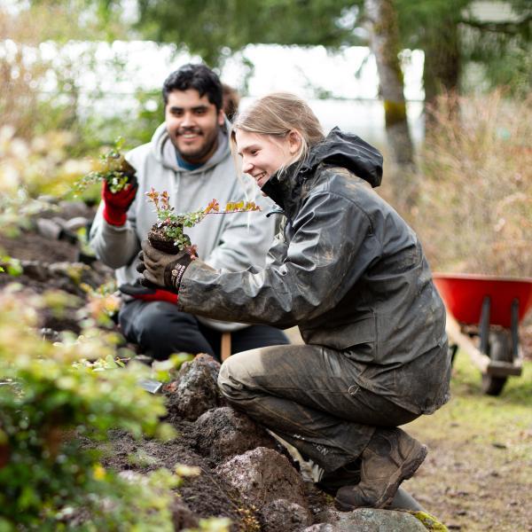 two VIU horticulure students prepare to plant uva ursi in the ground