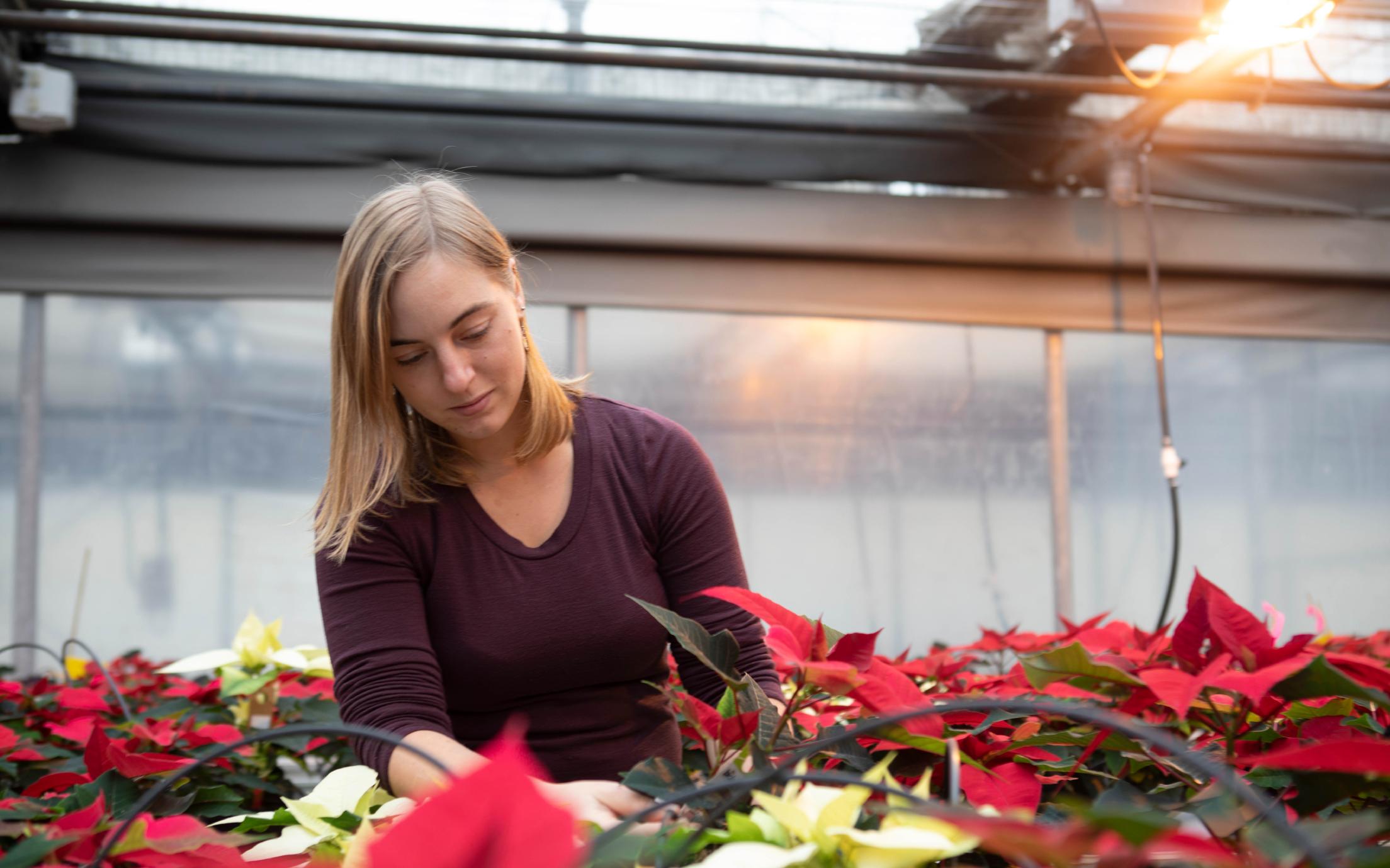 Horticulture student tending to poinsettias in a greenhouse.