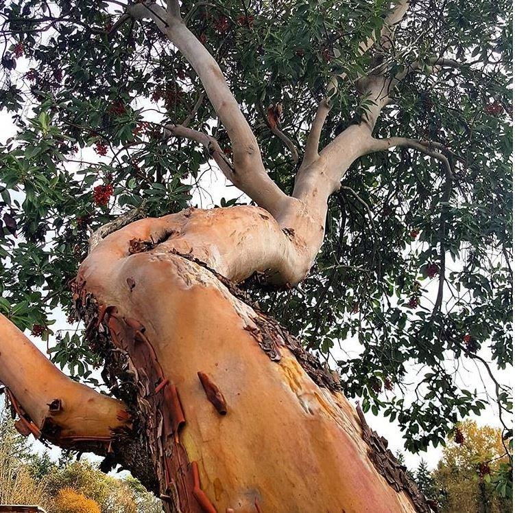 Arbutus trunk and understory