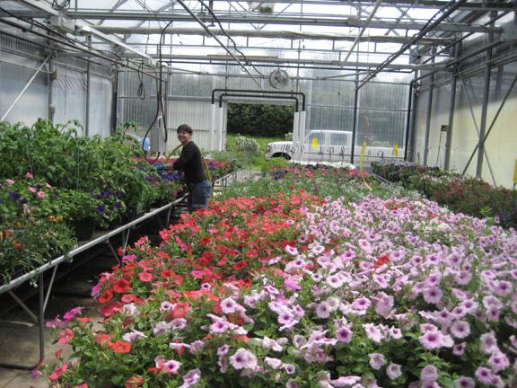Photo of G.R. Paine Horitucultural Centre flowers being watered in green house