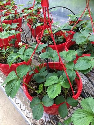10 inch strawberry basket