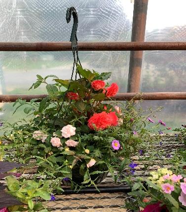 13 inch shade hanging basket