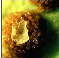 Photo Fern spore propagation