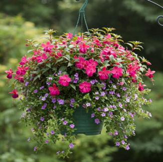 13" shade hanging basket