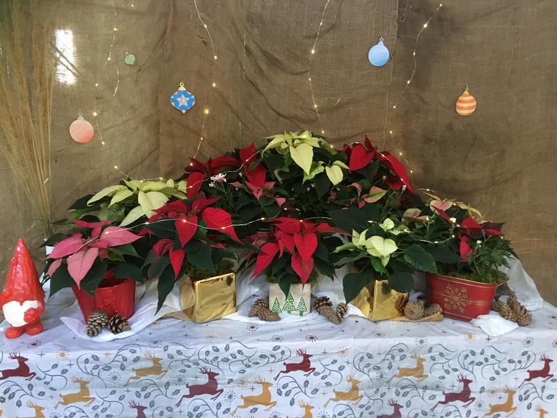 VIU Horticulture, VIU Students, VIU, Students, Plants, Poinsettias